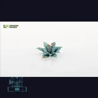 Blue Agave Laser Plant