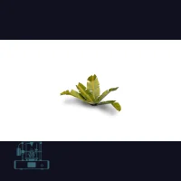 Banana Tree Laser Plant