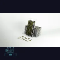 Dumb Cane Laser Plant