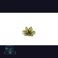 Dumb Cane Laser Plant