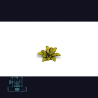 Dumb Cane Laser Plant