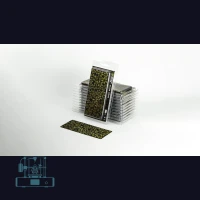 Dumb Cane Laser Plant