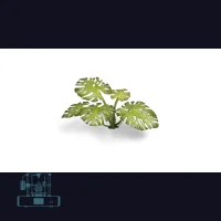 Monstera Laser Plant