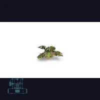 Monstera Laser Plant