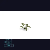 Lords-and-Ladies Laser Plant