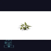 Lords-and-Ladies Laser Plant