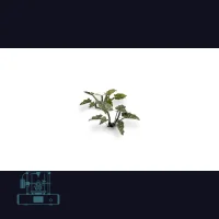 Lords-and-Ladies Laser Plant