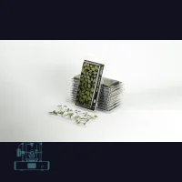 Elephant Ear Laser Plant