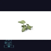 Elephant Ear Laser Plant