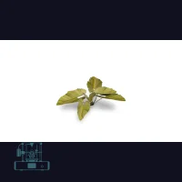 Elephant Ear Laser Plant