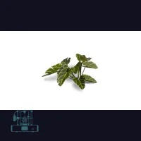 Elephant Ear Laser Plant