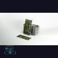 Elephant Ear Laser Plant