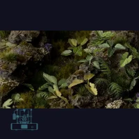 Elephant Ear Laser Plant