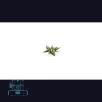 Plantain Lily Laser Plant