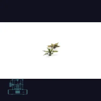 Plantain Lily Laser Plant