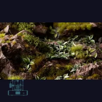 Plantain Lily Laser Plant