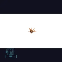 Red Aloe Laser Plant