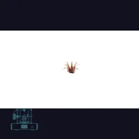 Red Aloe Laser Plant