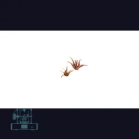 Red Aloe Laser Plant