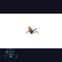 Deer Fern Laser Plant