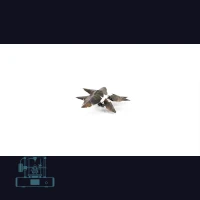 Black Magic Taro Laser Plant